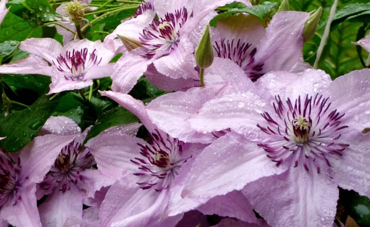 Клематис diversifolia (сорт Pink Delight)