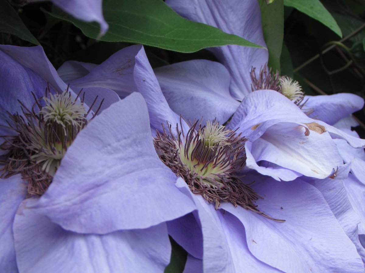 Clematis ianthina Легенда