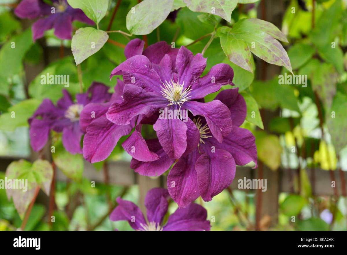Клематис etoile Violette