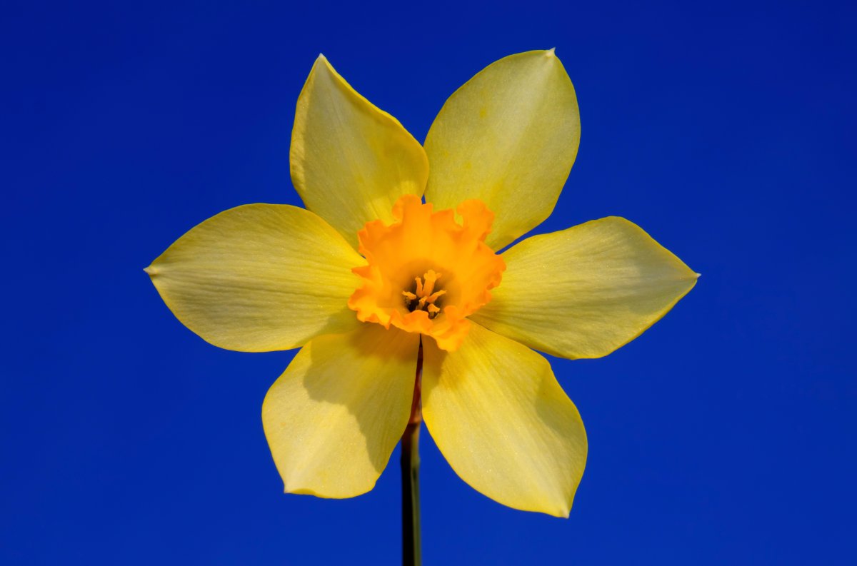 Daffodil Flower Yellow