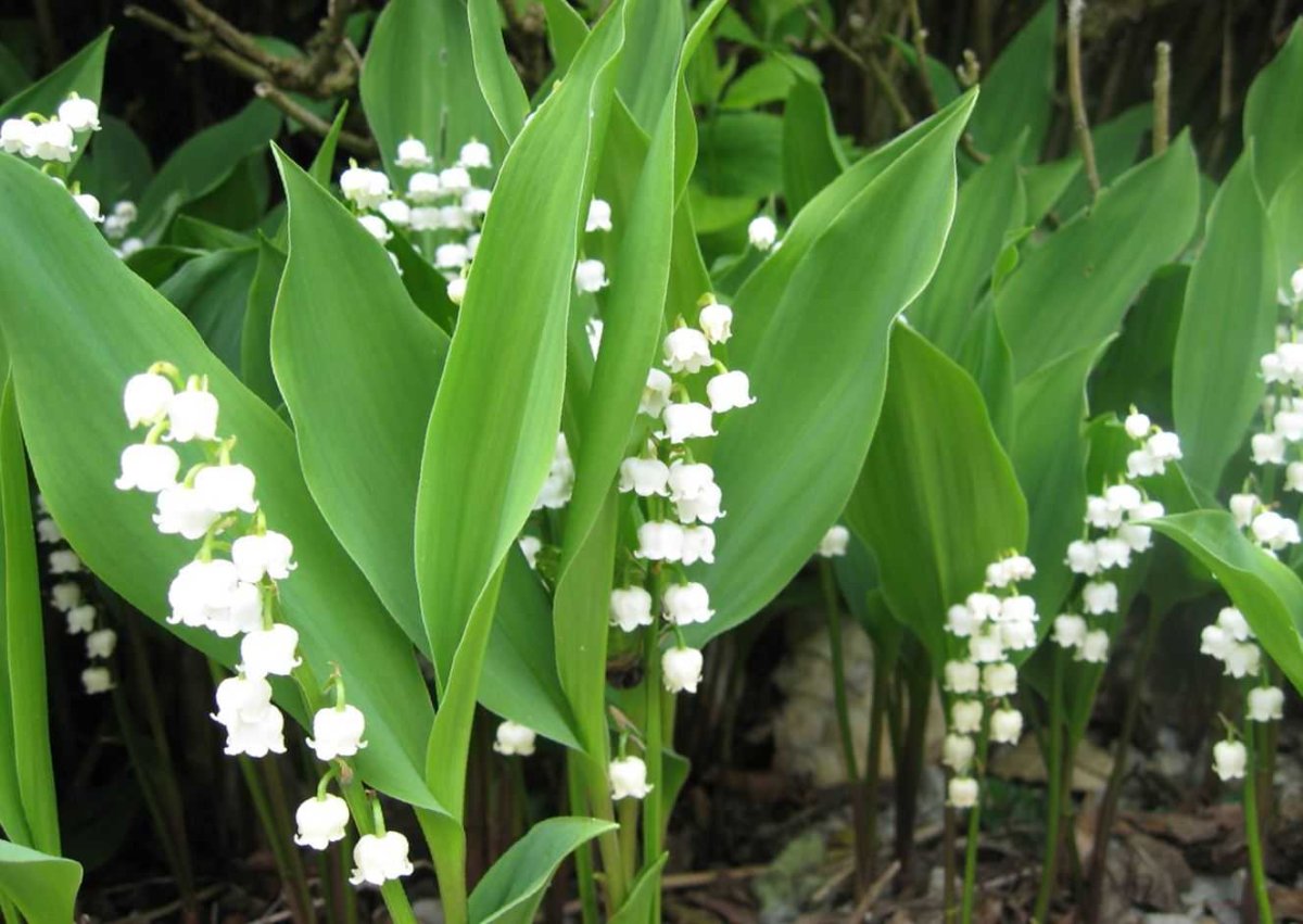 Ландыш Майский "grandiflora"