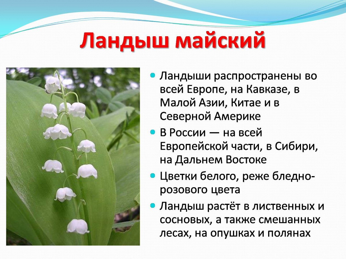 Майский Ландыш красная книга Карелии