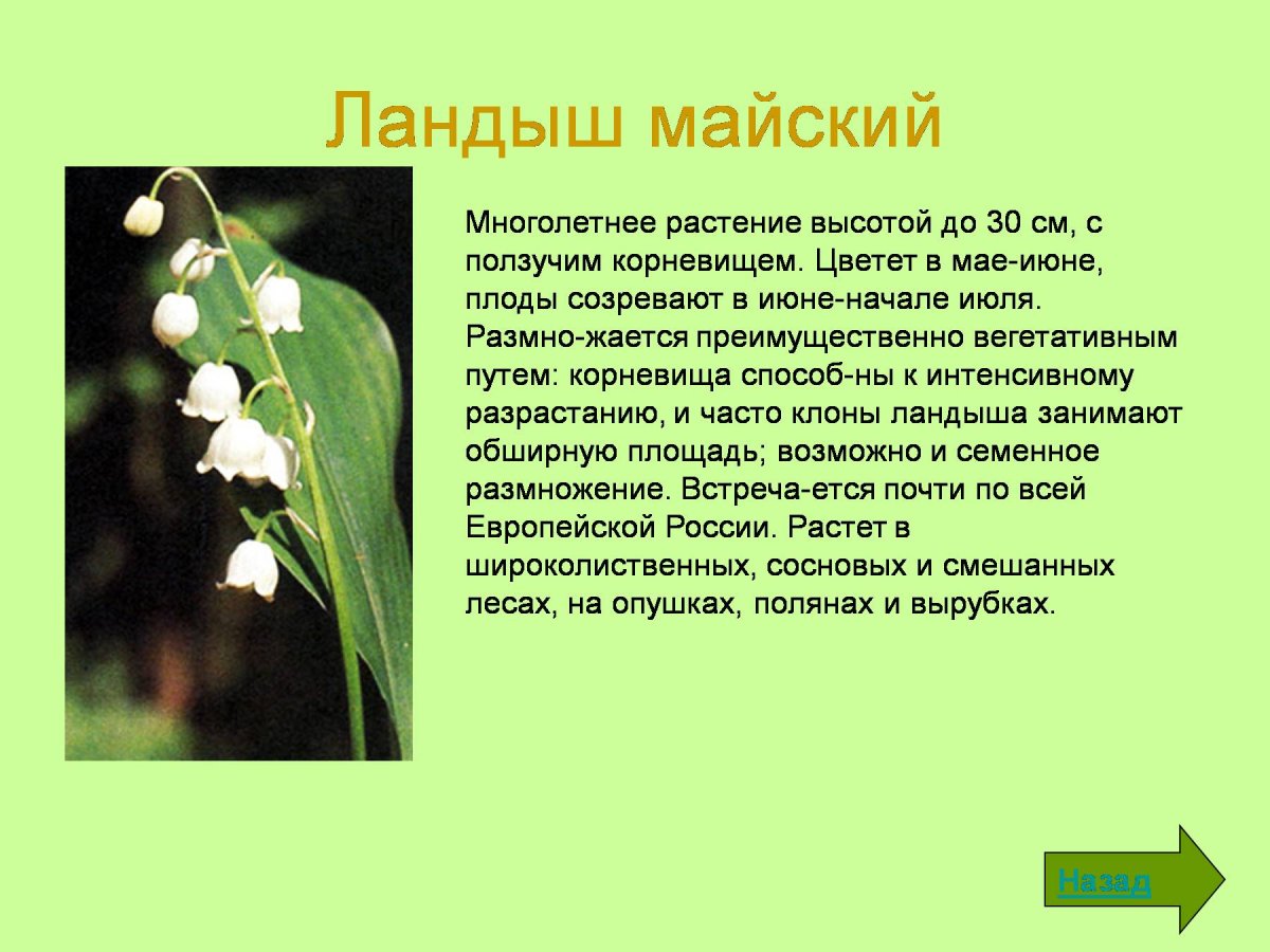 Ландыш Майский семейство