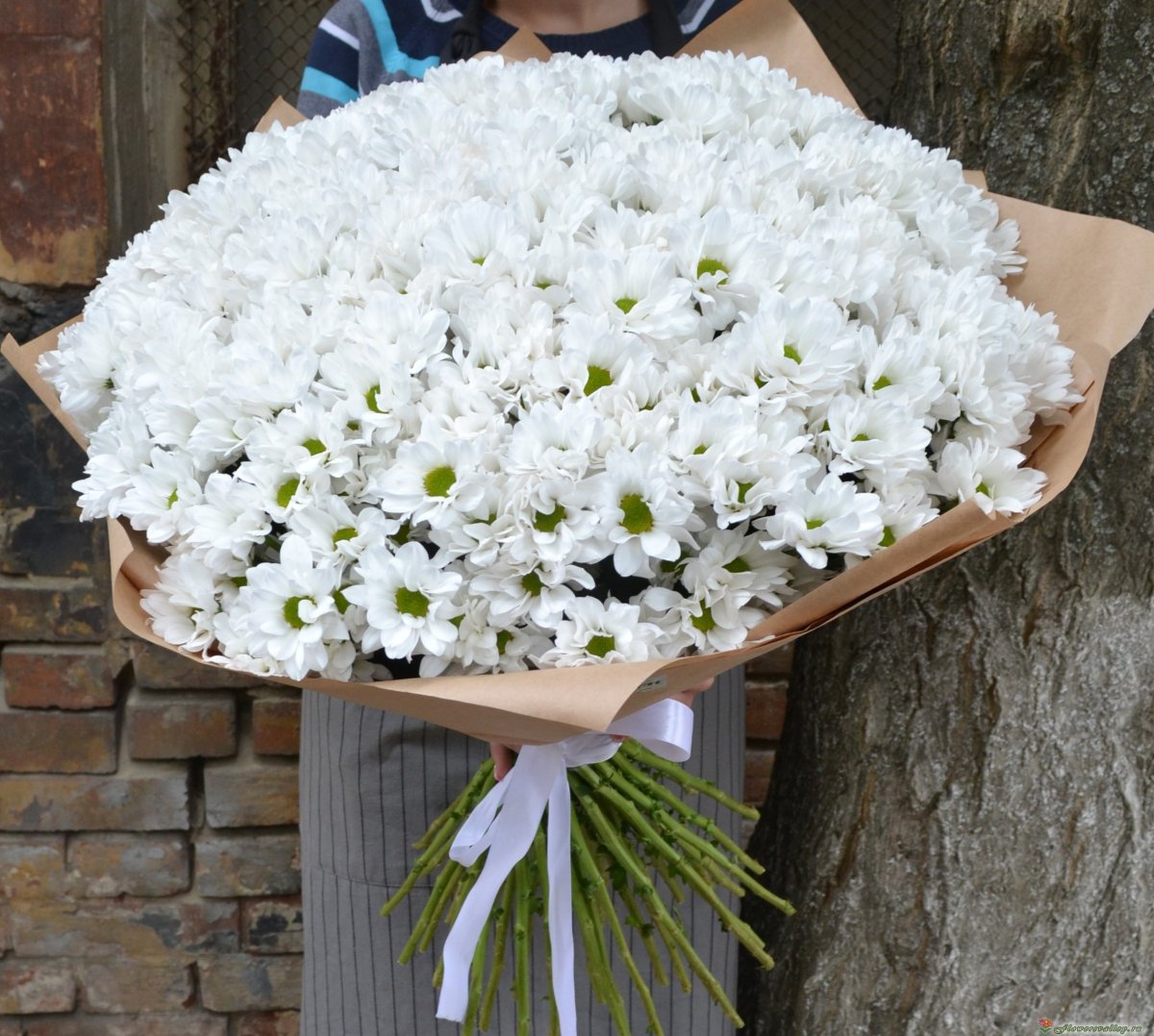 Букет белых хризантем