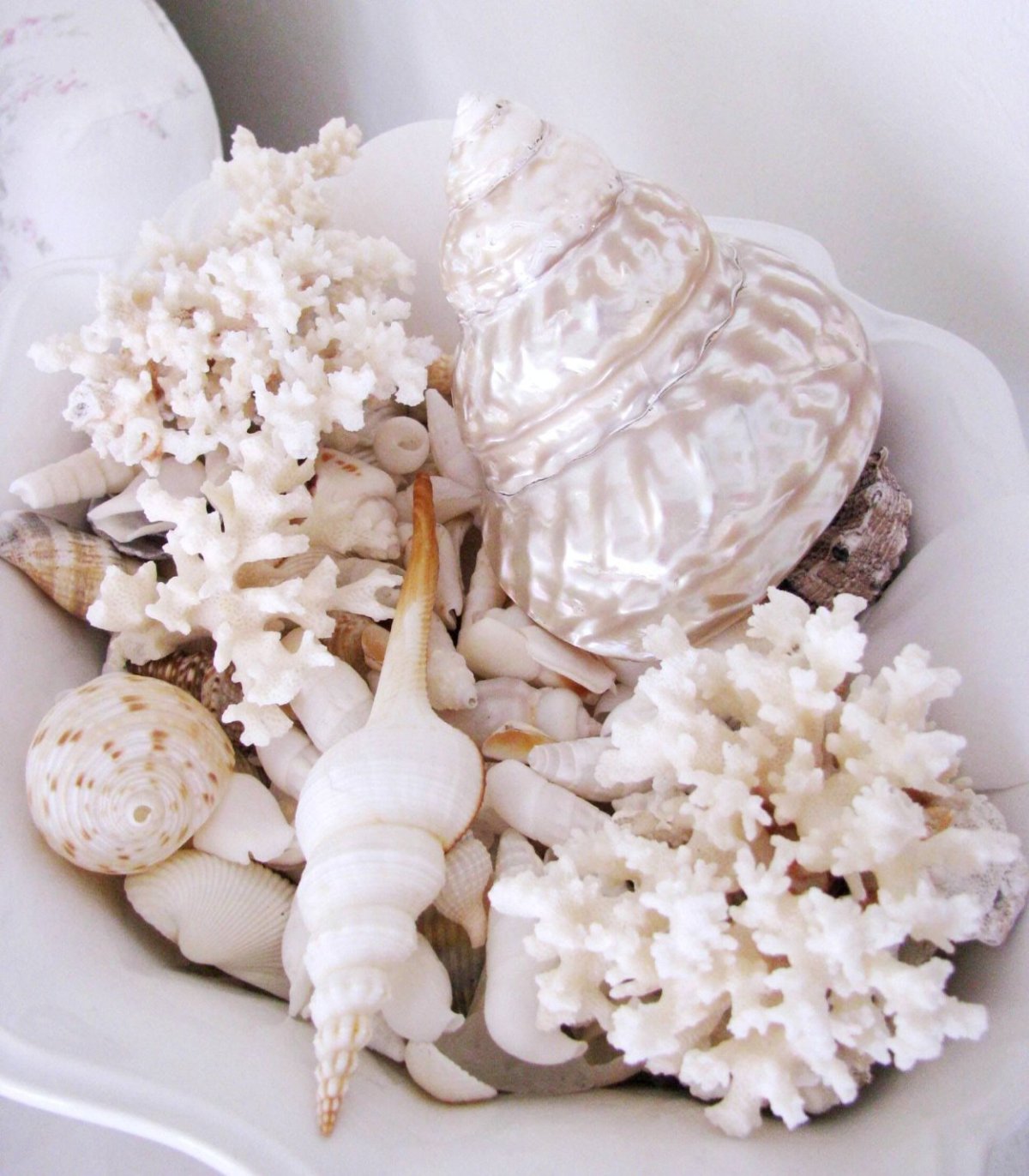 Морские раковины и кораллы