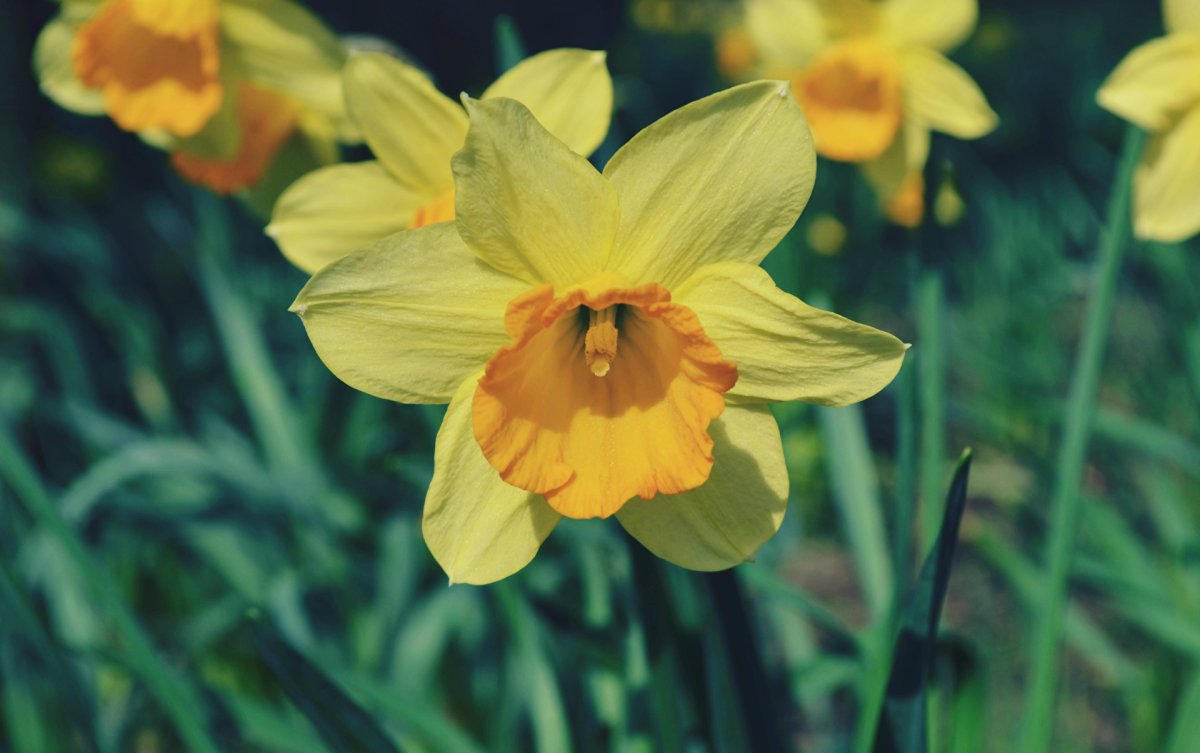 Narcissus Yellow Tamara