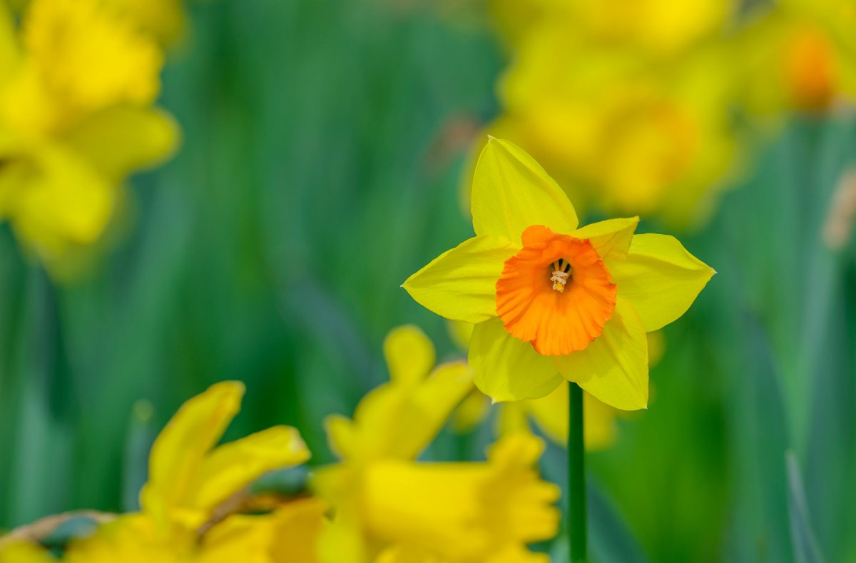 Narcissus Toto