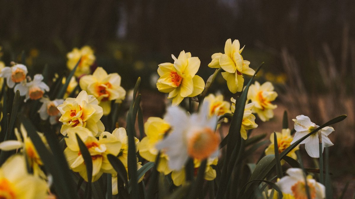 White-and-Yellow-Daffodil-Flower-in-Spring 1