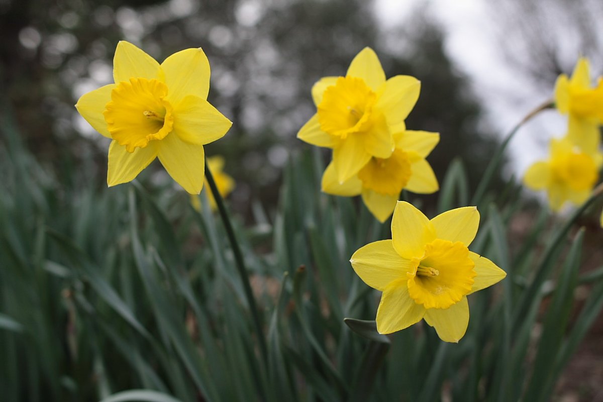 Уэльс – Нарцисс (Daffodil)