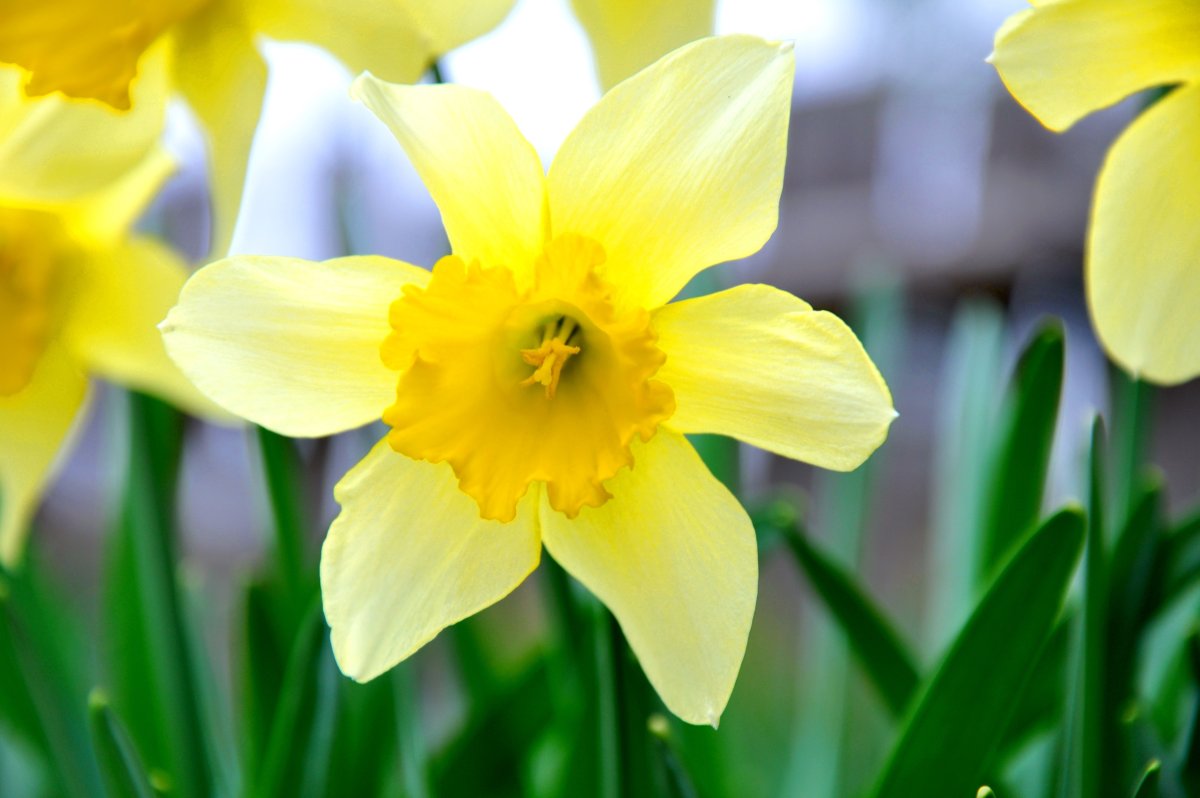 Daffodil Flower