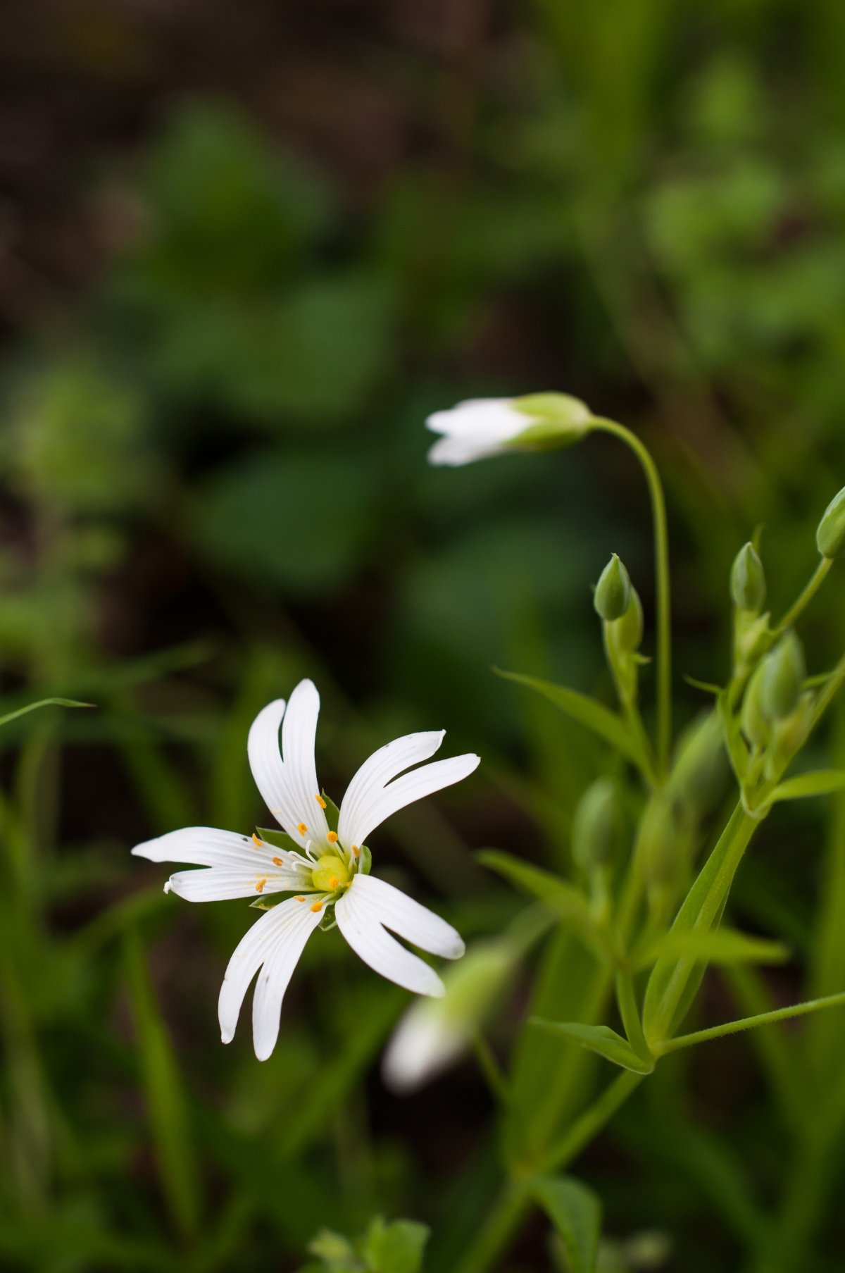 Песчанка (Stellaria Media)