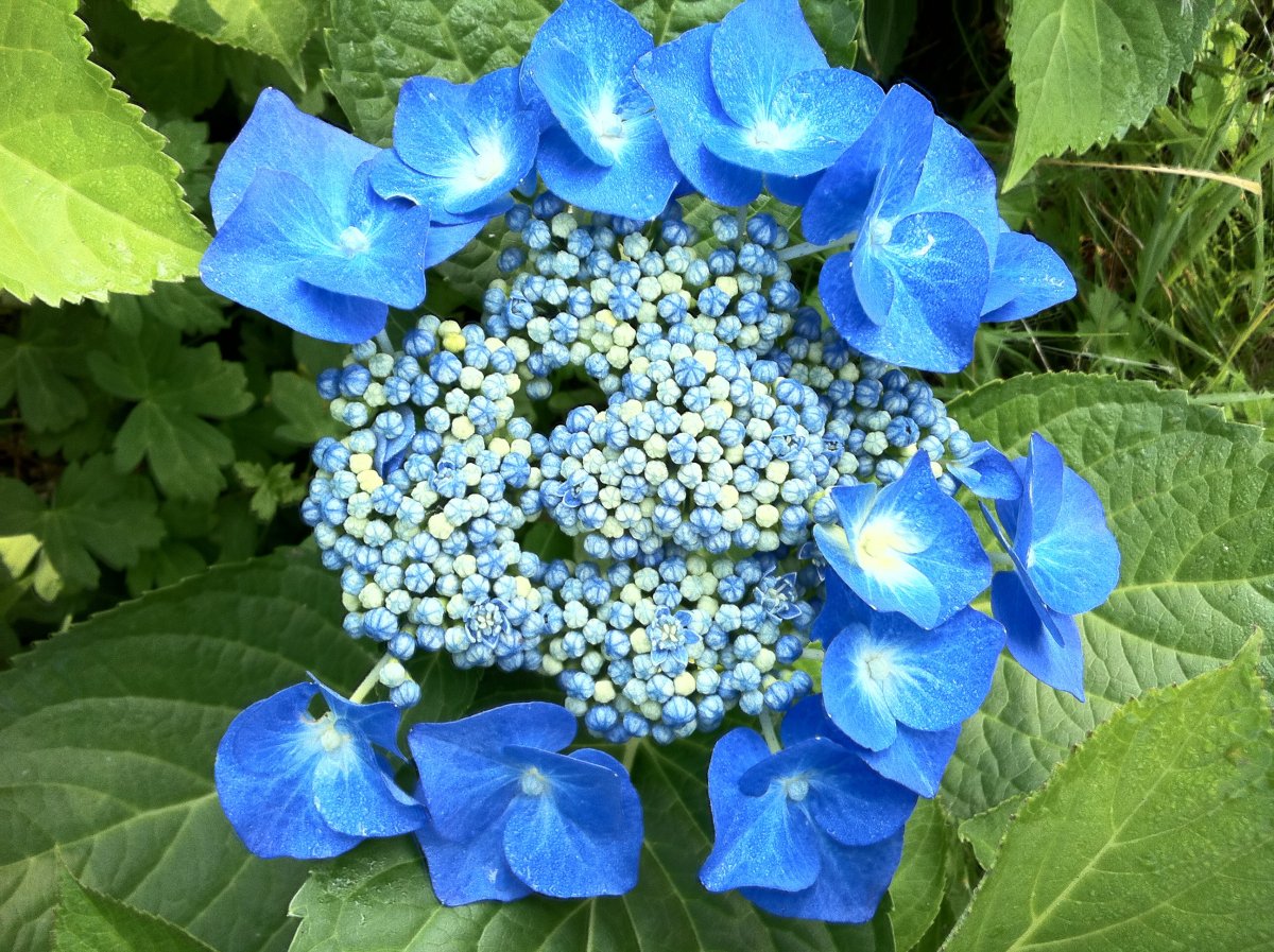 Садовые цветы синего цвета