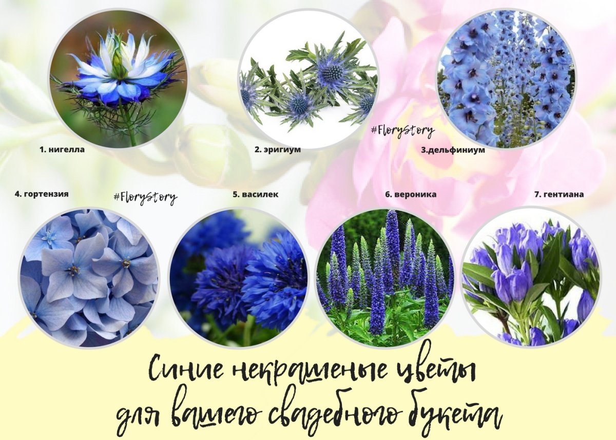 Цветы для букетов названия голубенькие