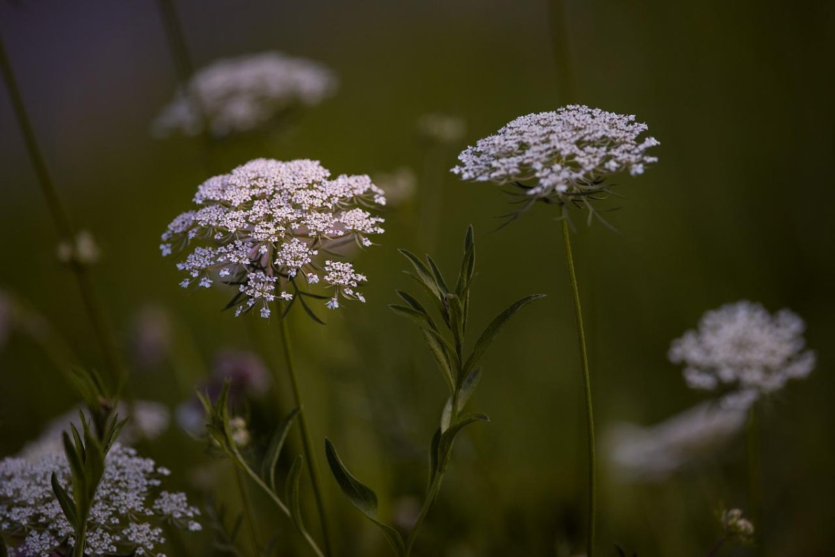 Белые зонтичные полевые цветы