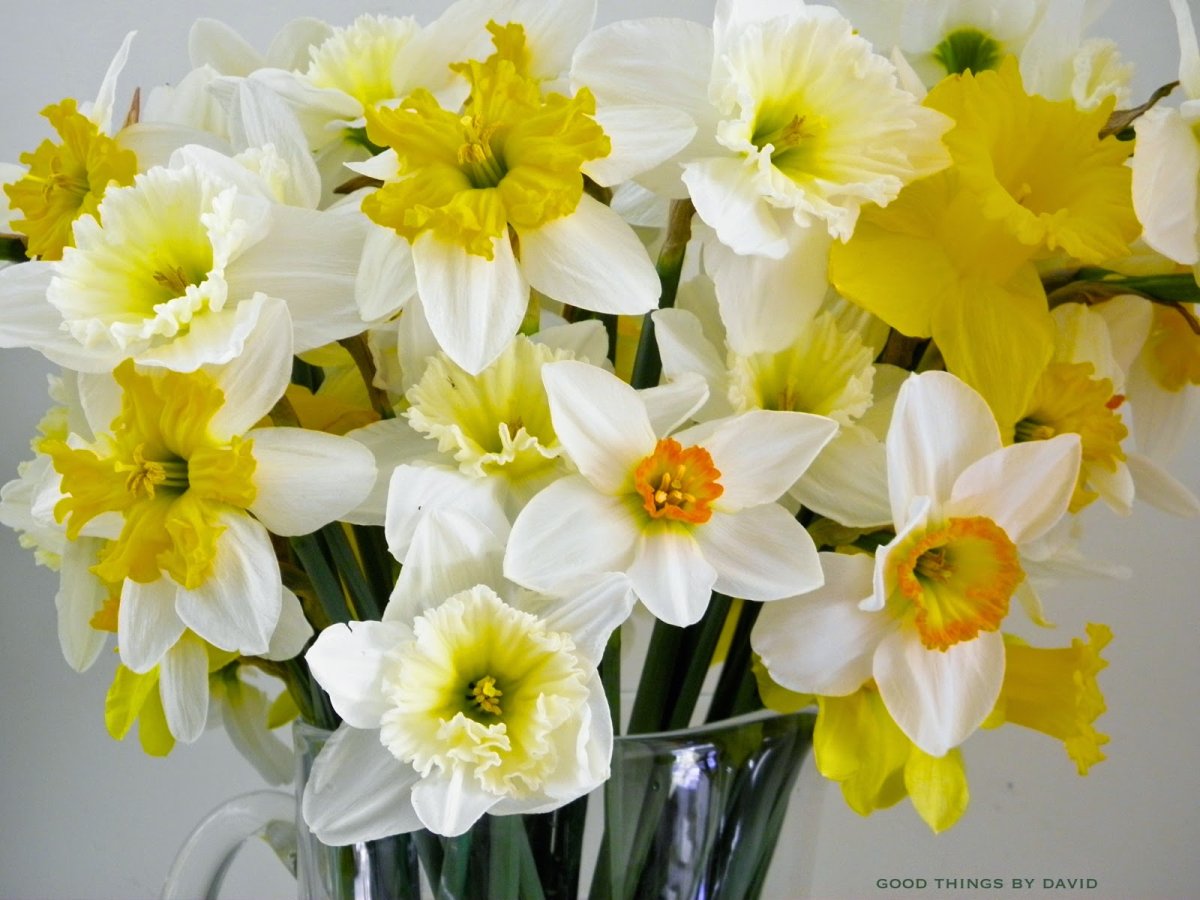 The Silver lining Daffodils