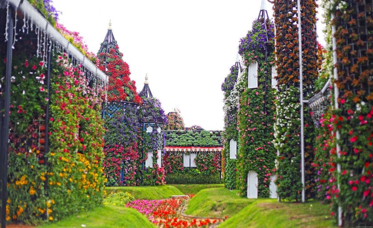 Dubai Miracle Garden или «чудо-сад
