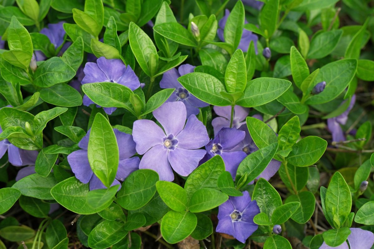 Барвинок Vinca Minor