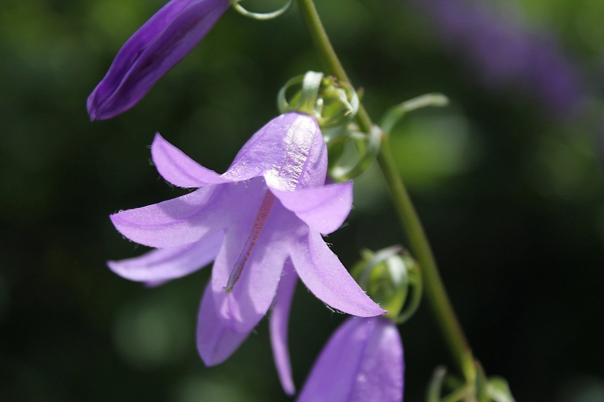 Колокольчик Кампана Lilac