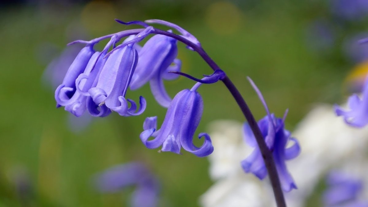 Bluebell Blue' Bell