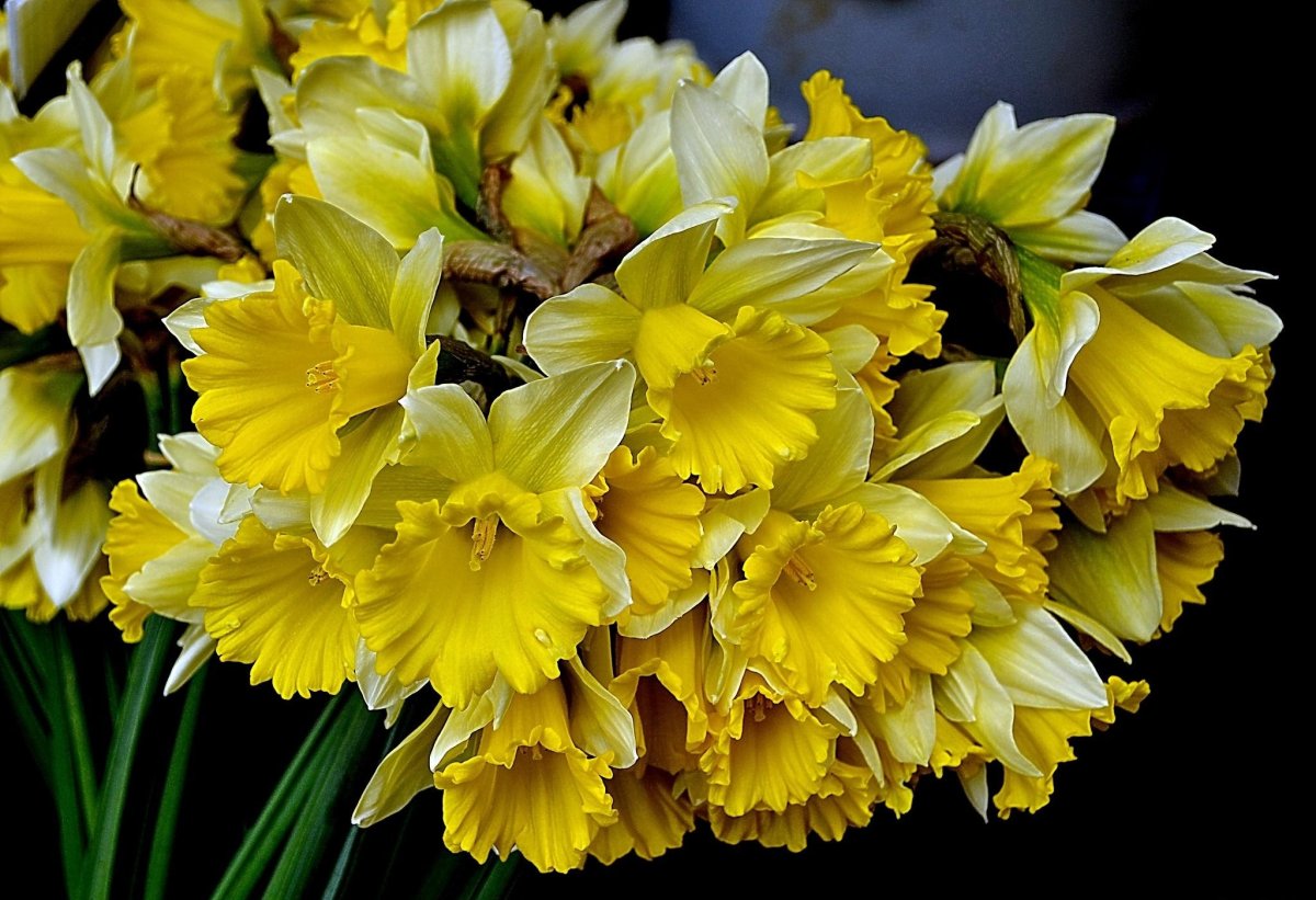 Цветы нарциссы букет