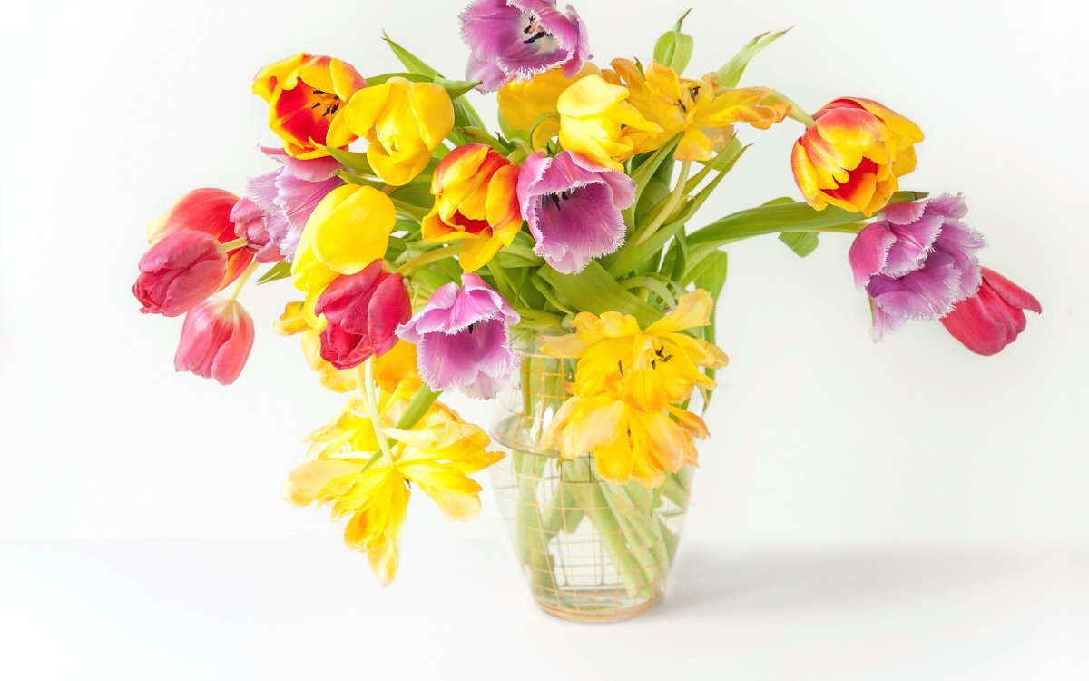 Фрезия (Freesia)