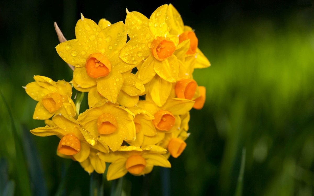 Montreux Daffodils