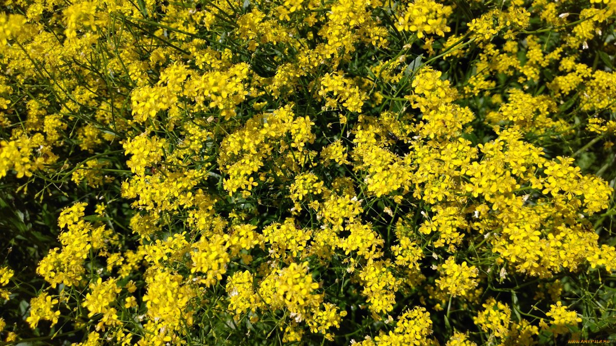 Цветок с мелкими желтыми цветами