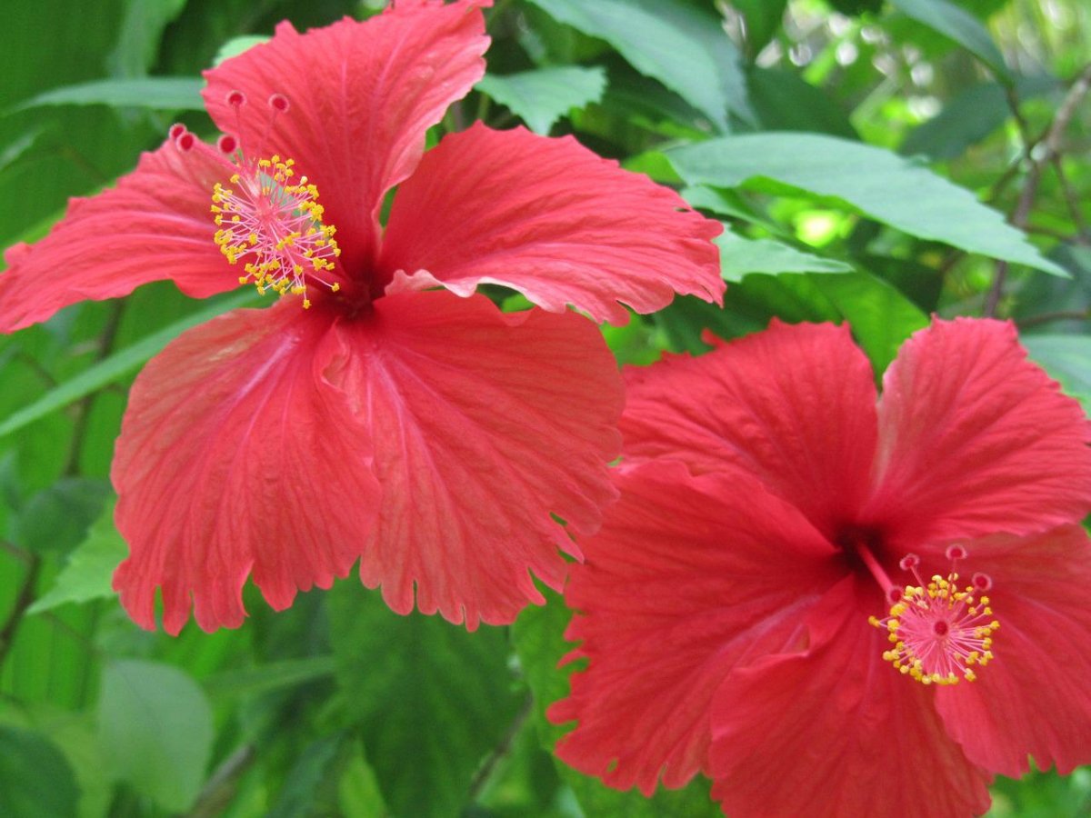Садовый цветок с красными цветами