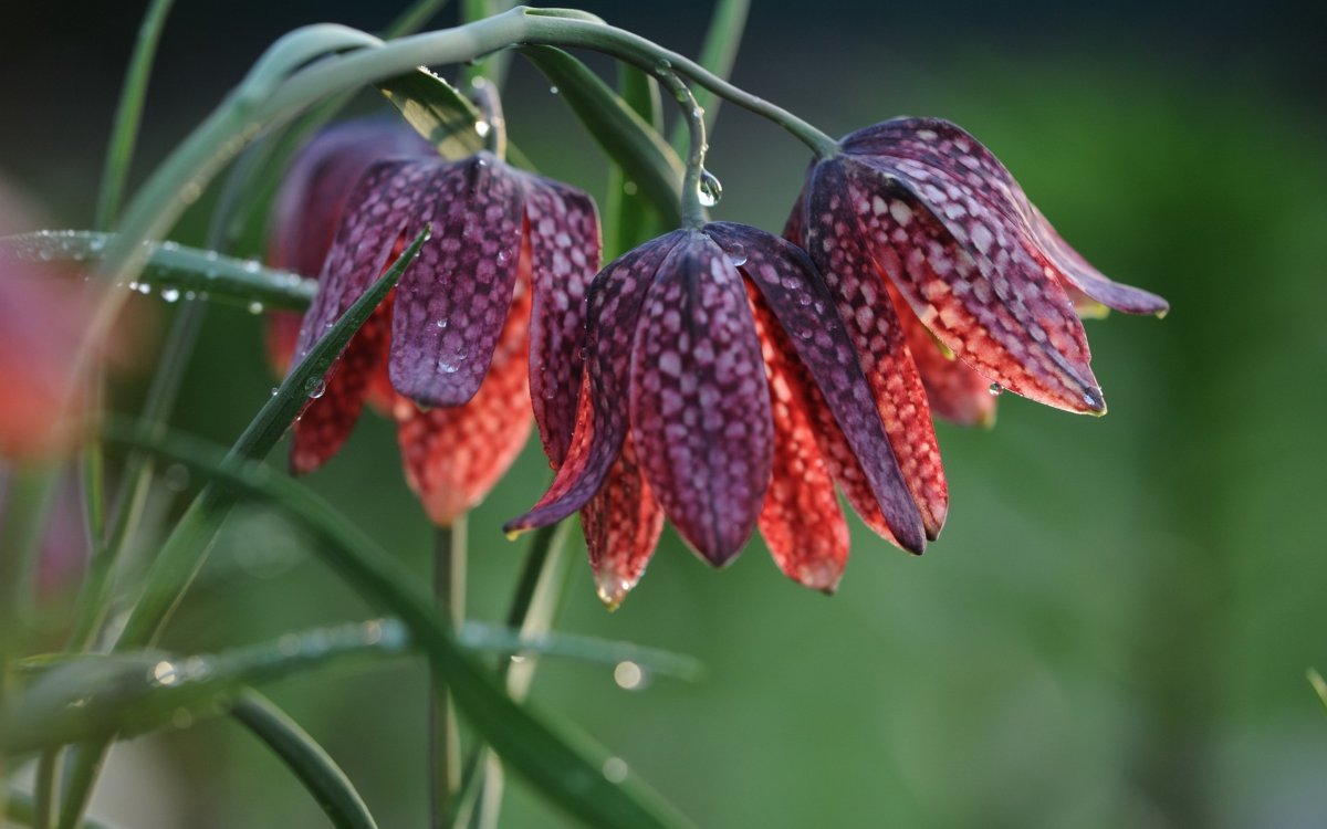 Рябчик шахматный Fritillaria meleagris