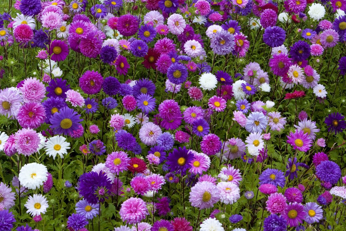 Цветы цветущие в августе многолетники