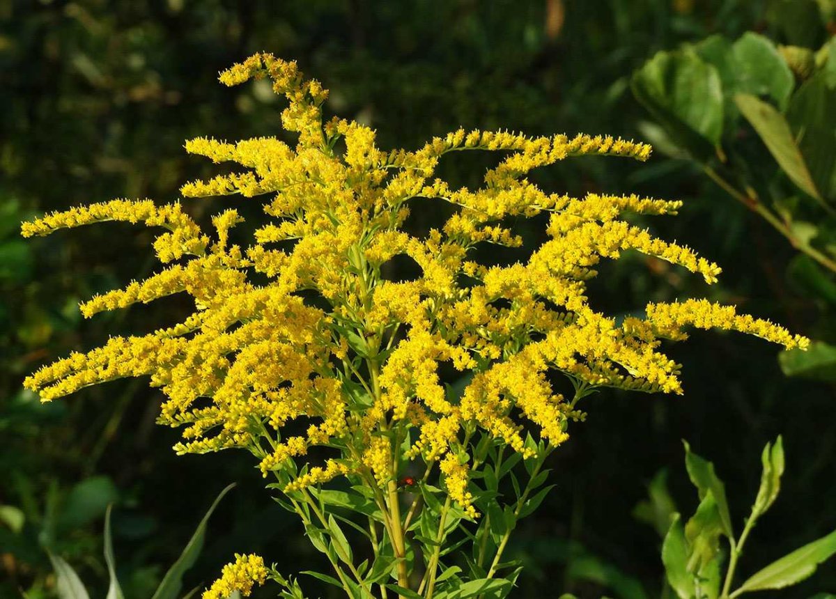 Солидаго (золотарник) variegata