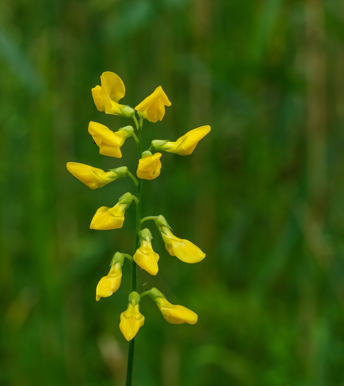 Lathyrus Chloranthus Yellow Sweet Pea