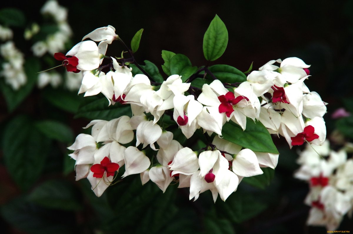 Комнатное растение с бело красными цветами