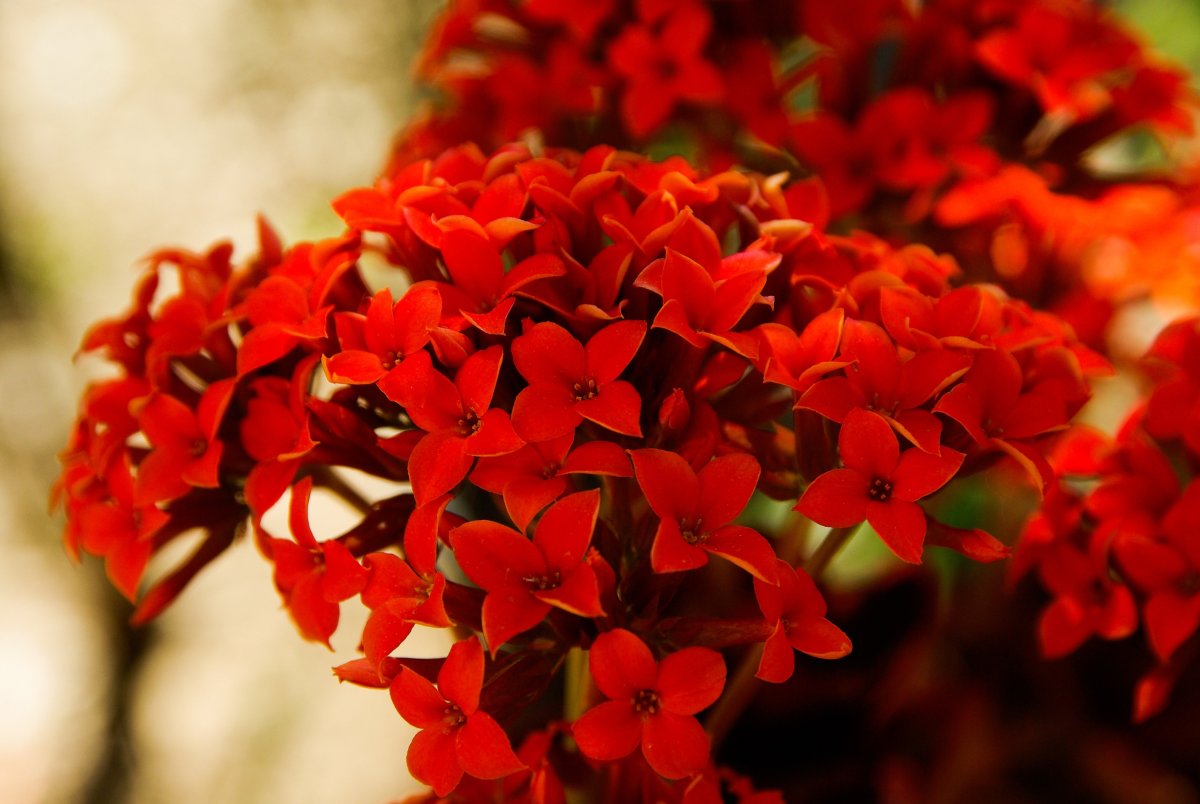 Цветок с мелкими красными цветами