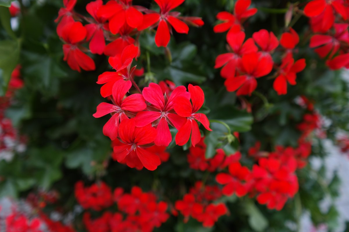 Герань красная (Geranium sanguineum)