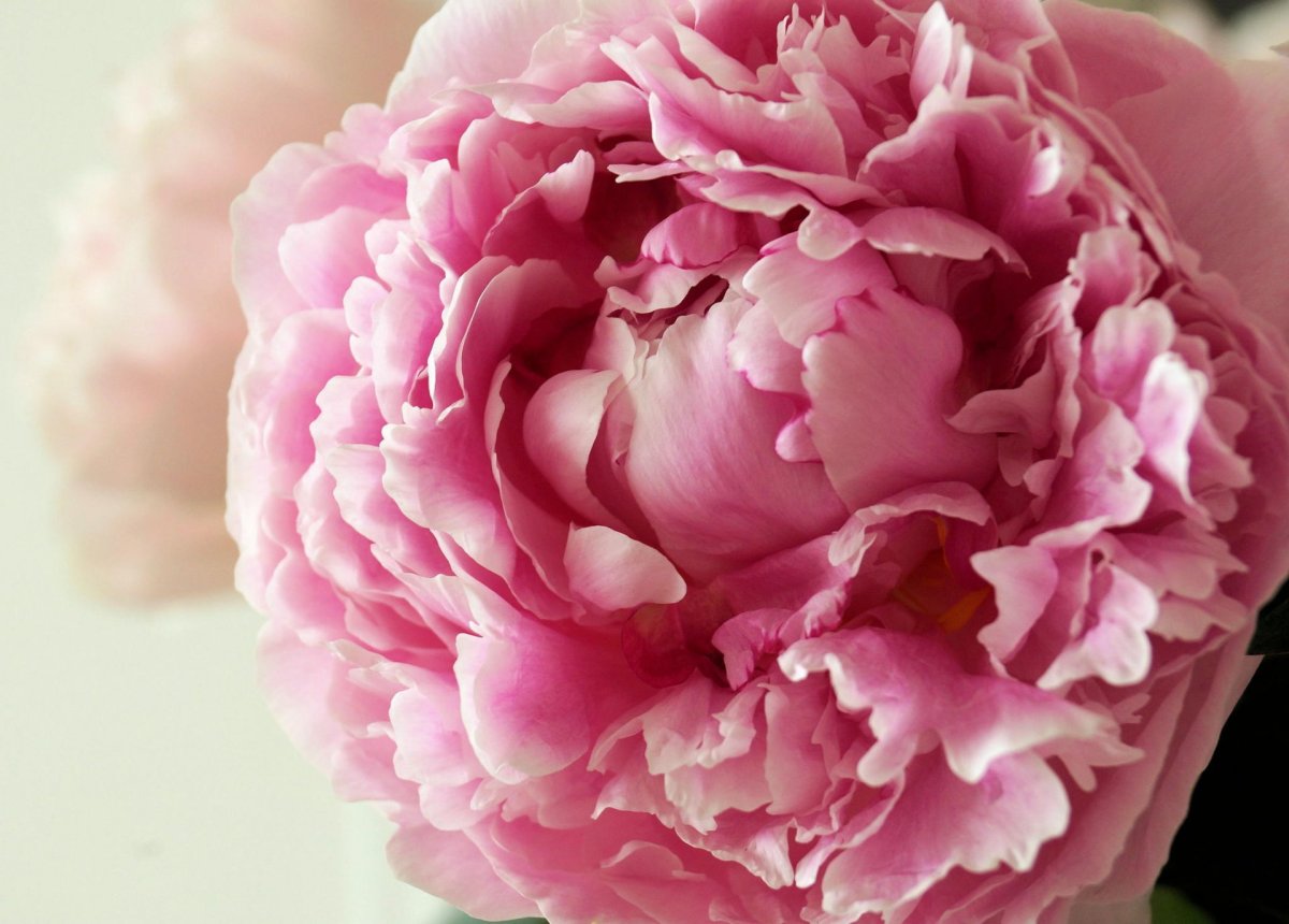 Пиони Пинк (Peony Pink)