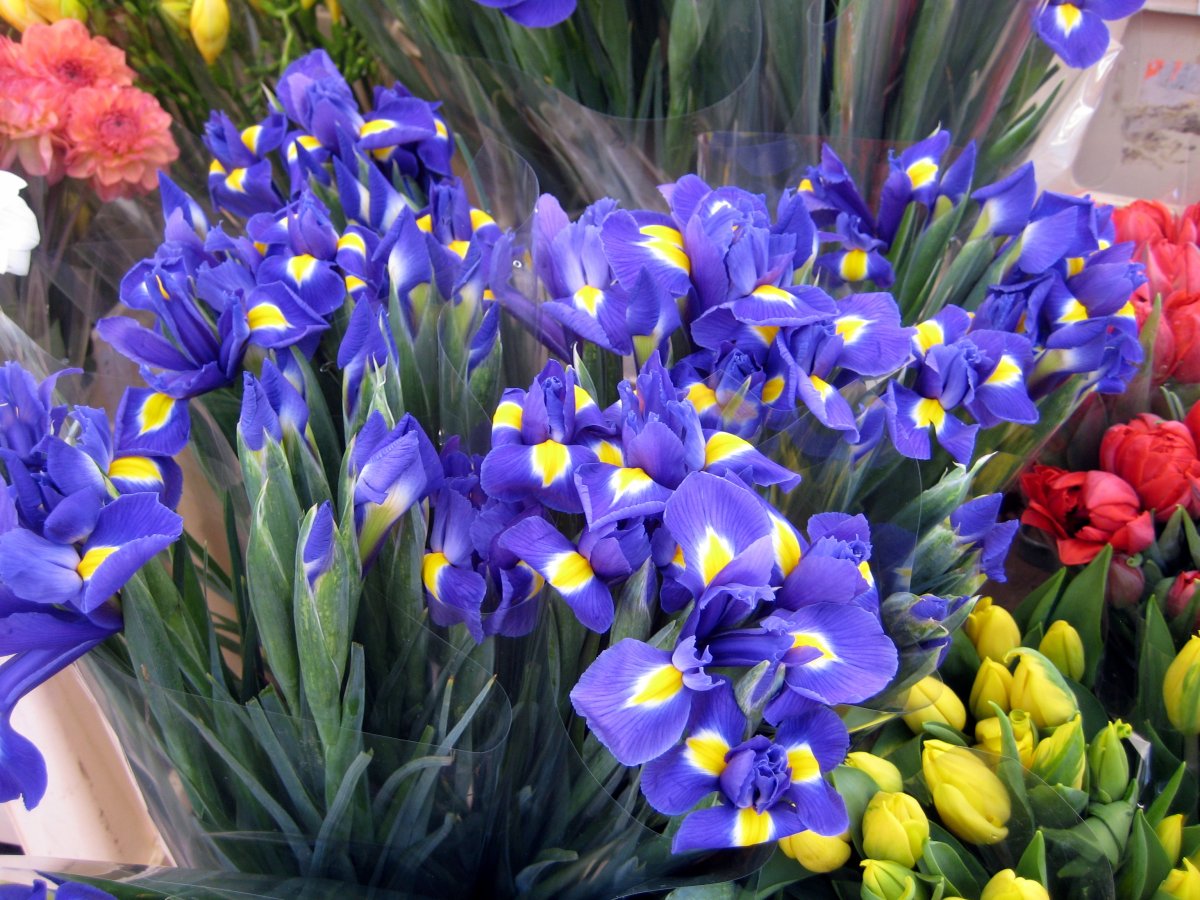 Ирисы цветы 8 марта