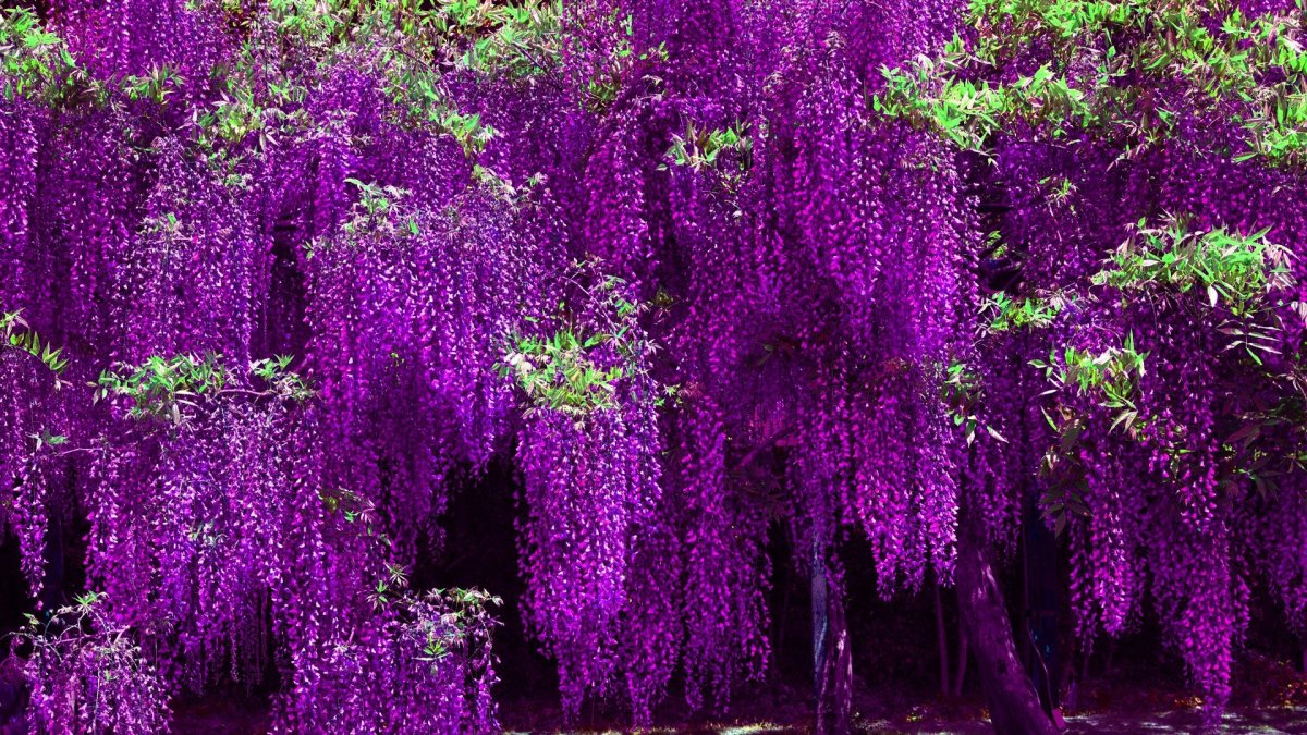 Ползучий цветок с фиолетовыми цветами