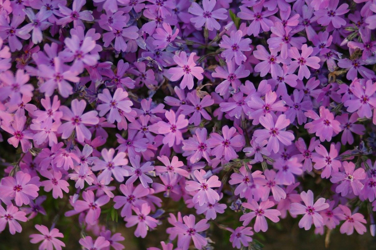 Флокс шиловидный Purple Beauty