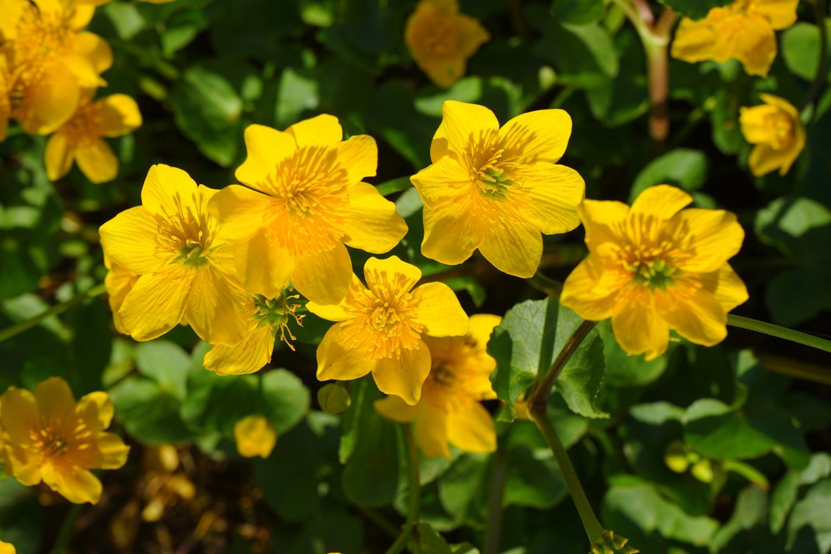 Калужница (Caltha)