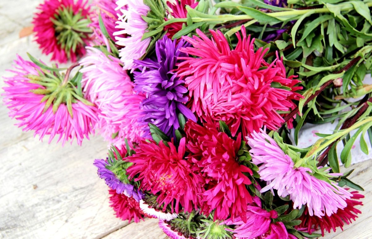 Астра Aster coloradoensis