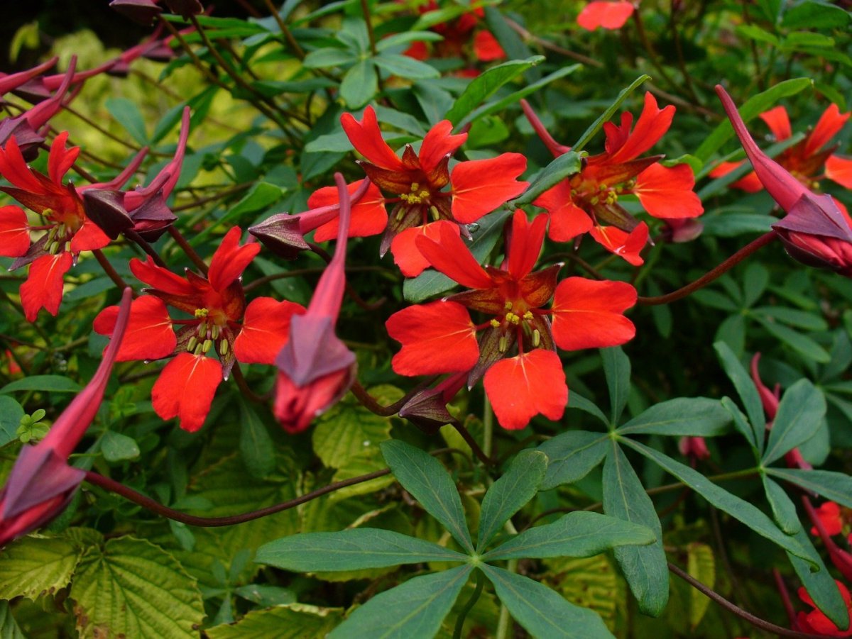 Однолетнее растение с красными цветами