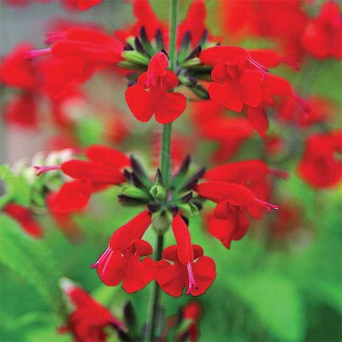 Сальвия Jewel Red