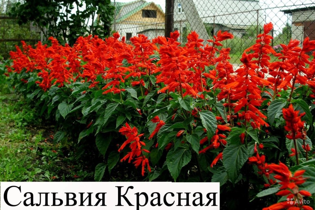 Сальвия блестящая (Salvia splendens) "Reddy" (Bright Red)