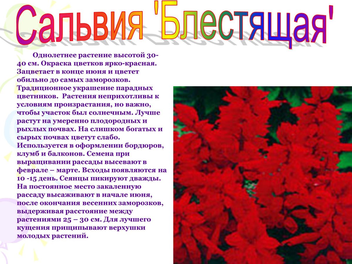 Сальвия расстояние между растениями