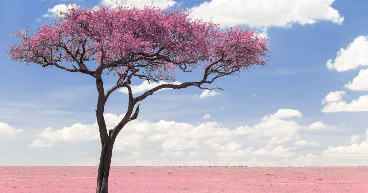 Акация дерево с розовыми цветами