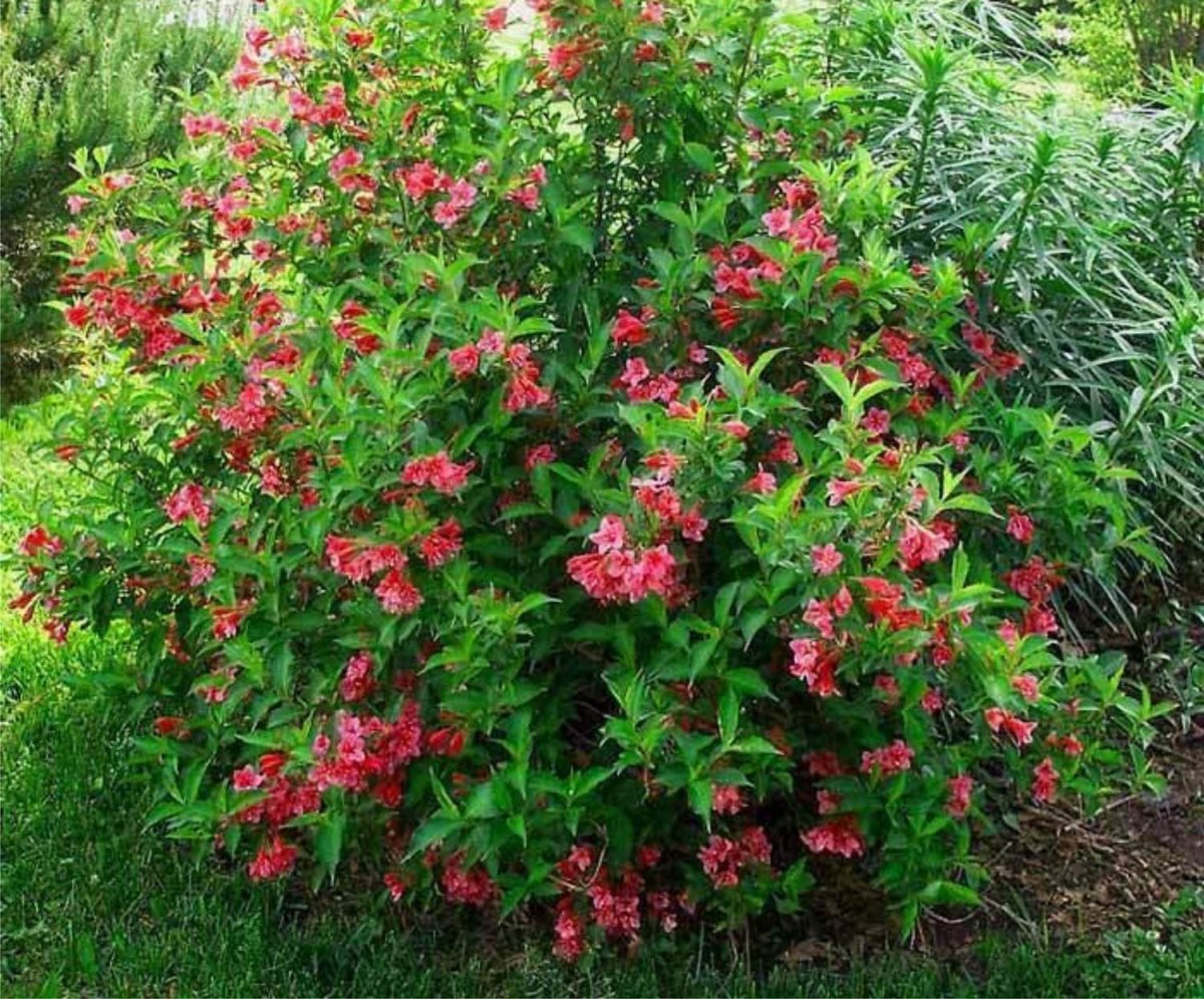 Вейгела Red Prince