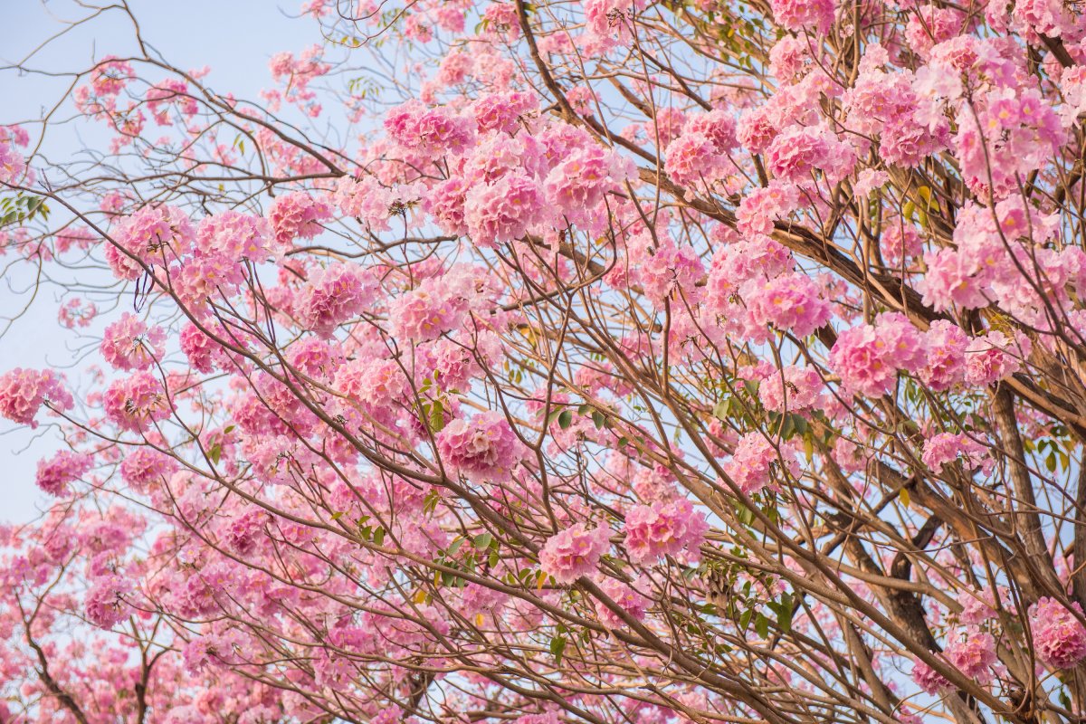 Табебуйя розовая (Tabebuia rosea)