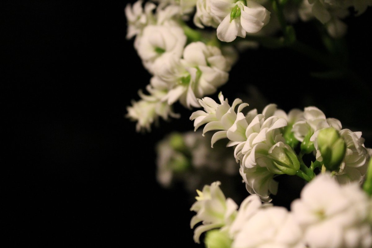 Каланхоэ белые цветы