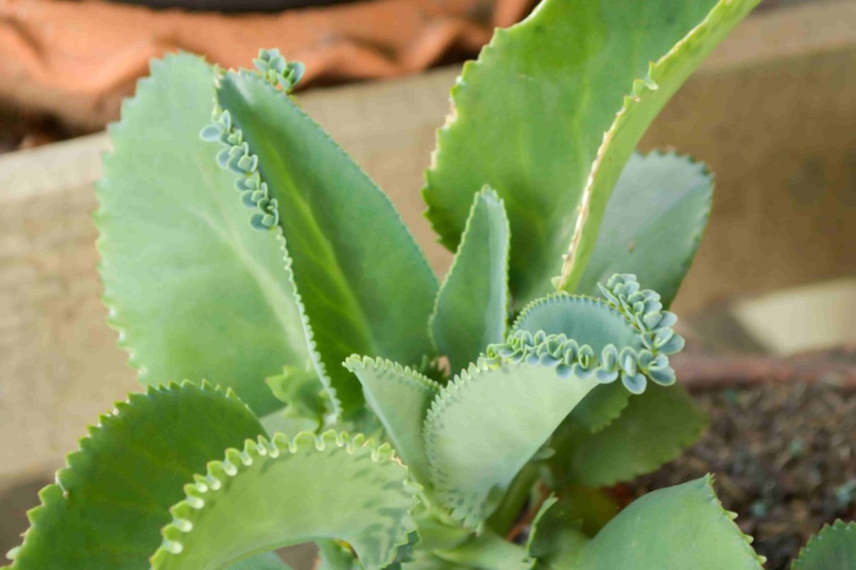 Mother-of-Thousands Plant - Khaleesi Plant- Kalanchoe - easy to grow! - 4.5" Pot